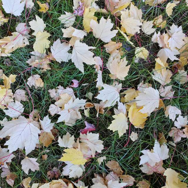 Wettervorhersagen mit schönen Fotos von Albert_Smelovtsev