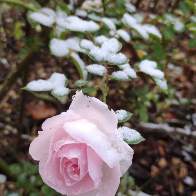 Vase. Wettervorhersagen mit schönen Fotos von Kripo Fotos Niederösterreich