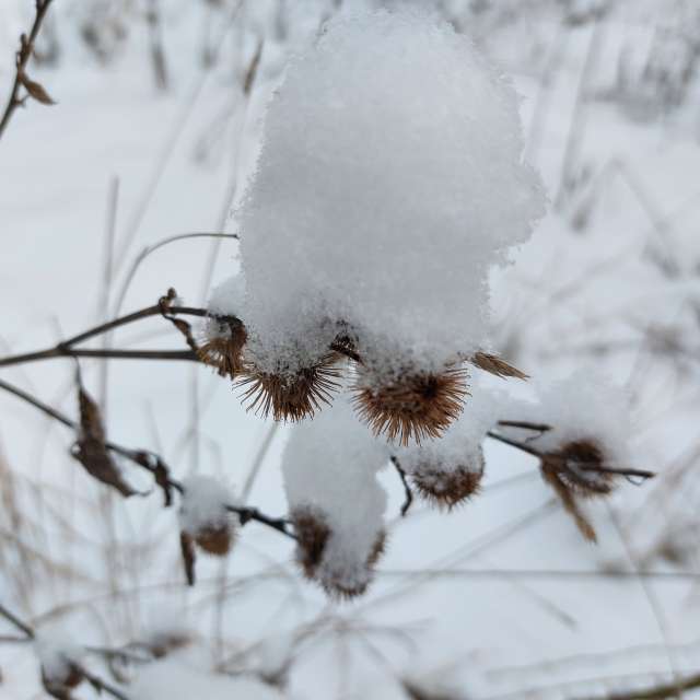 Fluffy. Weather forecasts with beautiful photos by Iryna Photos in Kharkiv