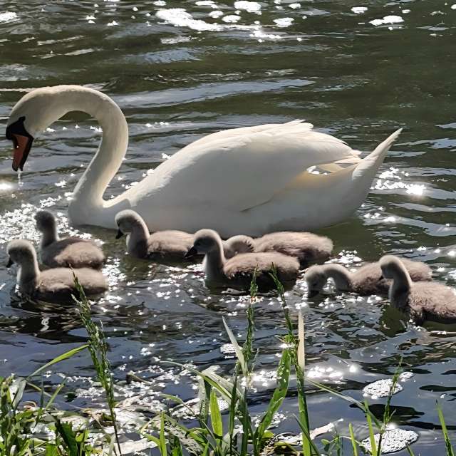 Fotografie Plovoucí. Předpovědi počasí s krásnými fotografiemi od kns666 v Yarwell Mill Country Park