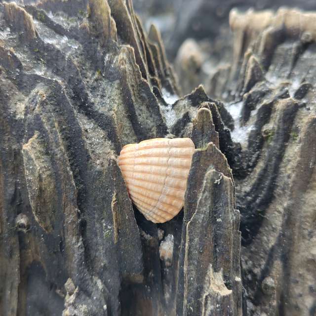 Pronósticos del tiempo con hermosas fotos de Richtoldi