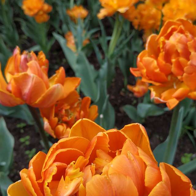 莫斯科的Weather. 天气预报，带aastrelkova精美的照片照片