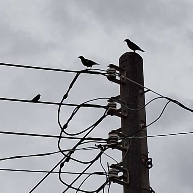 Wire. Weather forecasts with beautiful photos by Wen-ya Huang Photos in Kaohsiung City