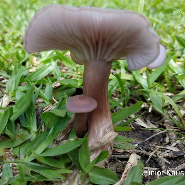 Wettervorhersagen mit schönen Fotos von Junior Kaus