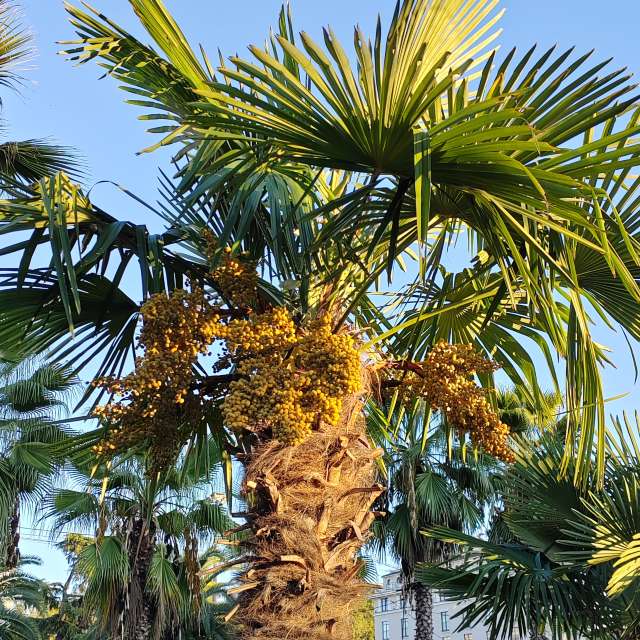 Fotos del Palmera. Pronósticos del tiempo con hermosas fotos de Albert_Smelovtsev en Sochi