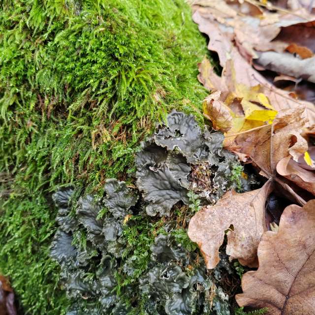 Gruppe. Wettervorhersagen mit schönen Fotos von Albert_Smelovtsev Fotos Roza Khutor