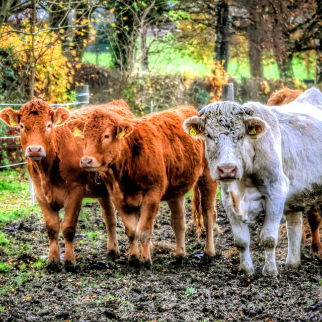 Lotti5507の美しい写真による天気予報