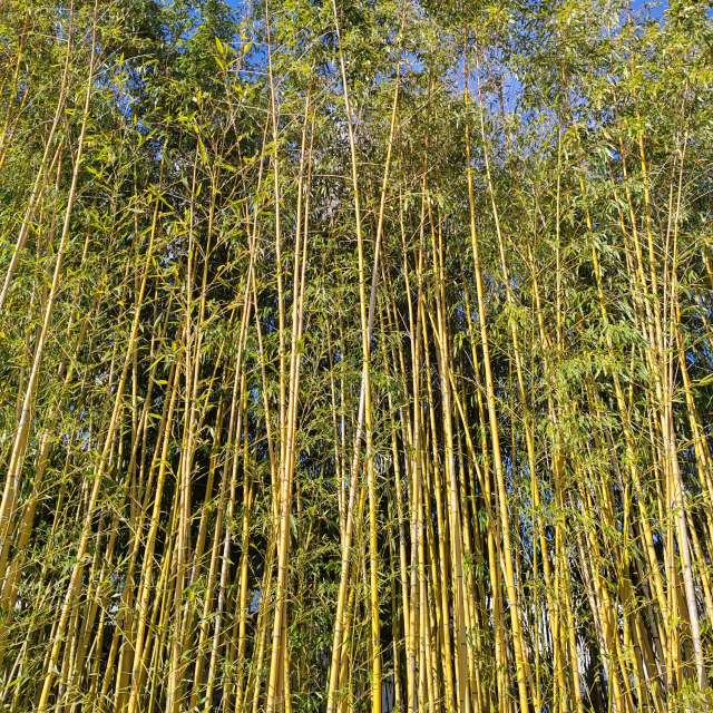 Fotos del Alto. Pronósticos del tiempo con hermosas fotos de Albert_Smelovtsev en Sochi