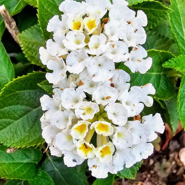 Weather forecasts with beautiful photos by Rosa