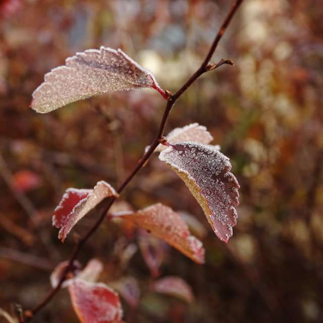 Plant. Weather forecasts with beautiful photos by Михаил Гавриков Photos in Kharkiv