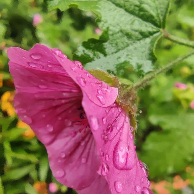 Previsões do tempo com lindas fotos de Zorrra