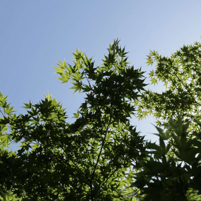 Fotos del Clima. Pronósticos del tiempo con hermosas fotos de Sandersonia en Tama