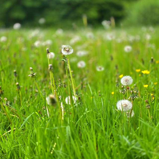 Fotos Fungos. Previsões do tempo com lindas fotos de Seni em Velbert