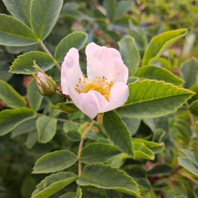 Spring. Weather forecasts with beautiful photos by urashm Photos in Khmelnytskyi