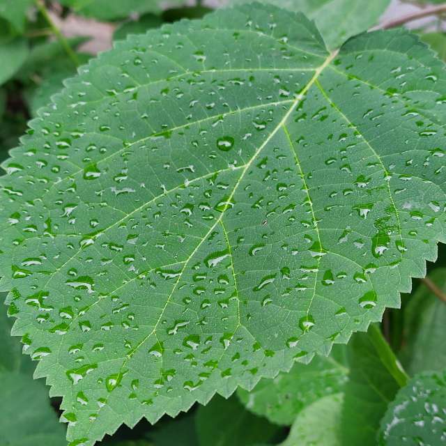 Rain. Weather forecasts with beautiful photos by Iryna Photos in Kharkiv