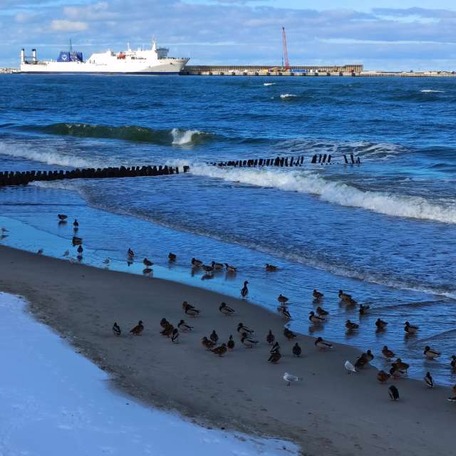 Fotos Navio. Previsões do tempo com lindas fotos de Михаил Бондаренко em Pionerskiy