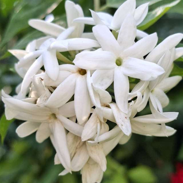 Wettervorhersagen mit schönen Fotos von Wen-ya Huang