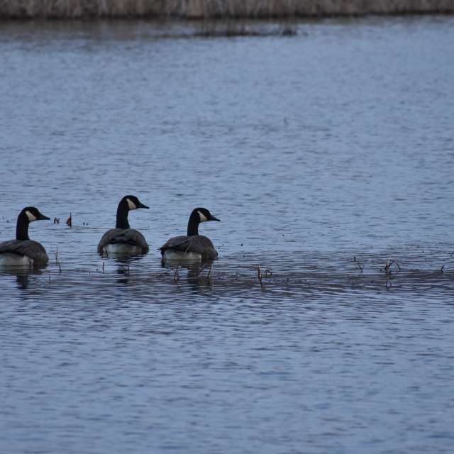 Фото Goose. Прогнозы погоды с чудесными фотографиями, сделанными krantzjh в Muscatatuck National Wildlife Refuge