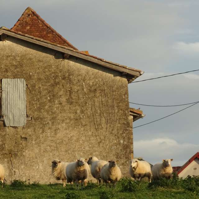 Grazing. Weather forecasts with beautiful photos by Rikar Gartzia Photos in Domezain-Berraute