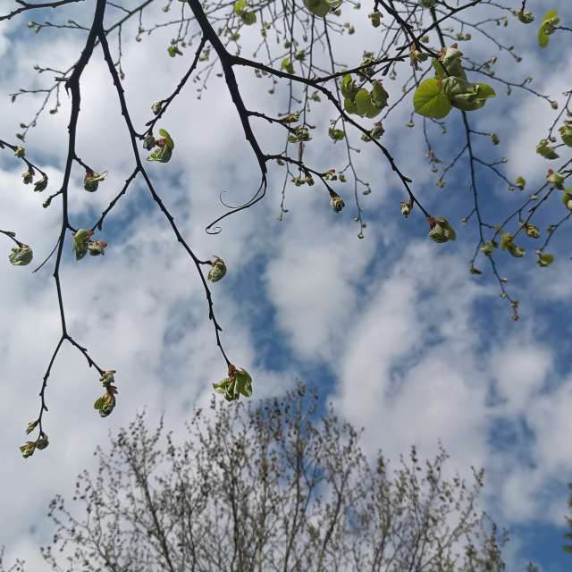 Fotos del Bosque. Pronósticos del tiempo con hermosas fotos de YanBog en Bucharest