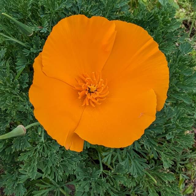 Photos Coquelicot. Prévisions météo avec de superbes photos de Roytinez31 de Monde