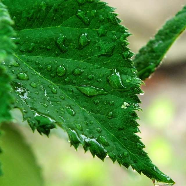 Photos Pluie. Prévisions météo avec de superbes photos de Miloš_SK de Sereď