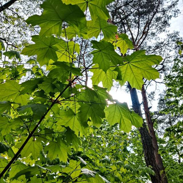 Forest. Weather forecasts with beautiful photos by Zorrra Photos in Kladow