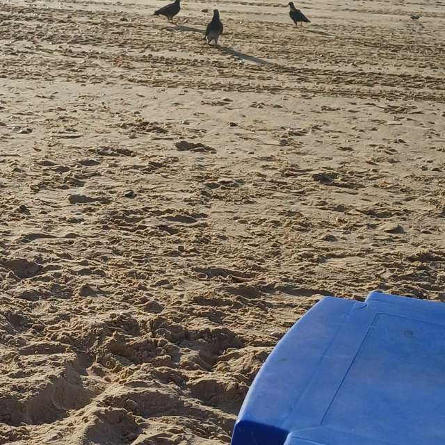 天气预报，带Zaza精美的照片