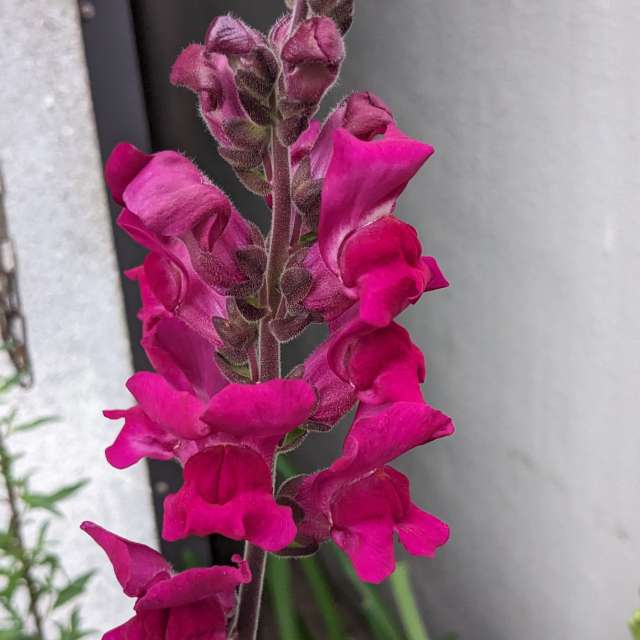 Fotos Flor. Previsões do tempo com lindas fotos de あさのジジ em Okayama