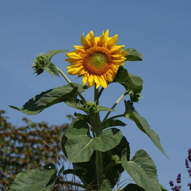 Fotos Plantar. Previsões do tempo com lindas fotos de Vasek325 em Praha 4