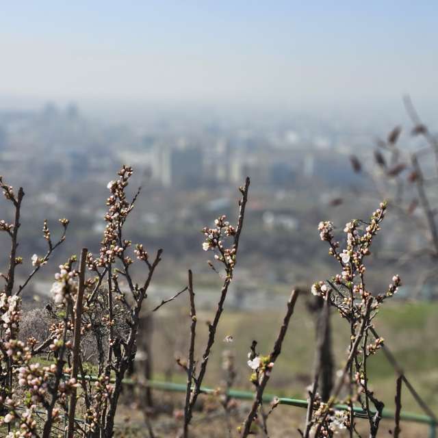 Fotos Campo. Previsões do tempo com lindas fotos de Chizh em Almaty