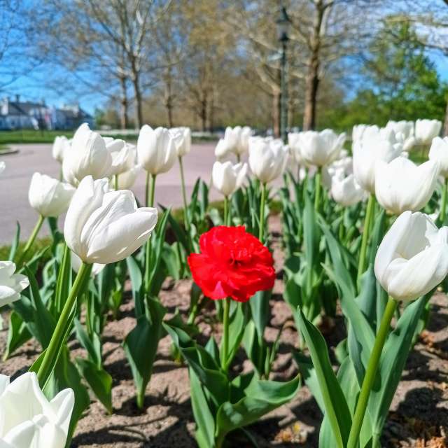 Vase. Wettervorhersagen mit schönen Fotos von Kripo Fotos Niederösterreich