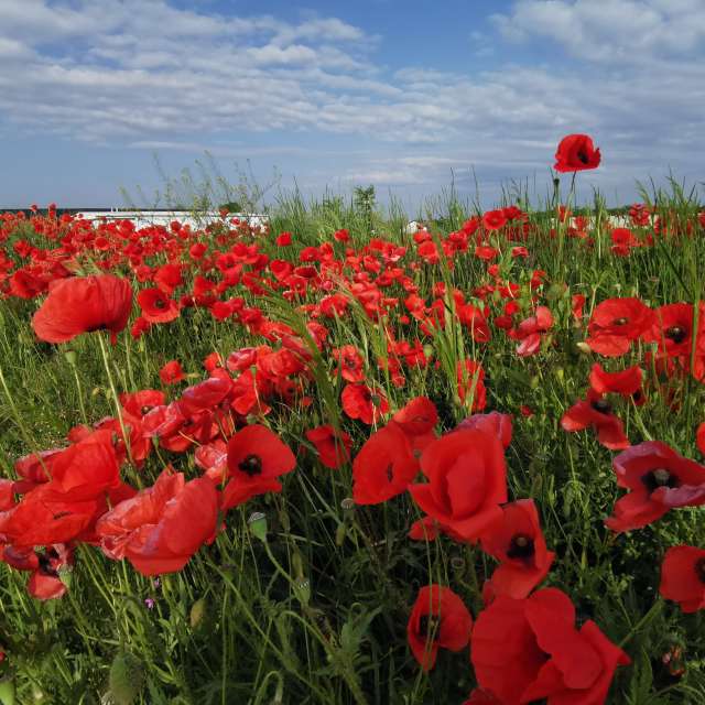 Previsões do tempo com lindas fotos de AtomAntonio