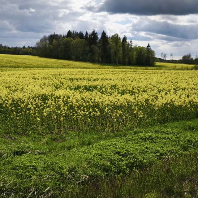 Hintergrund. Wettervorhersagen mit schönen Fotos von Valiukas Fotos Litauen