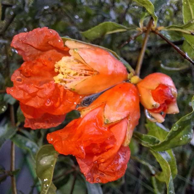 Orange. Weather forecasts with beautiful photos by Wen-ya Huang Photos in Kaohsiung City