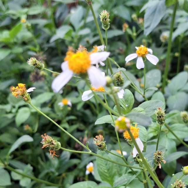 Orange. Weather forecasts with beautiful photos by Wen-ya Huang Photos in Kaohsiung City