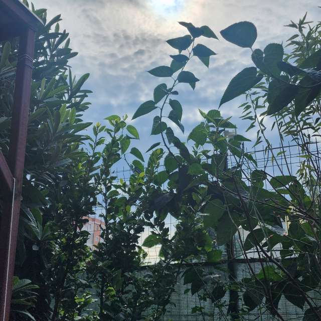 Vagcaの美しい写真による天気予報