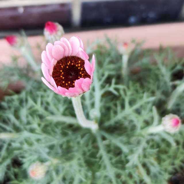 Fotos Jardim. Previsões do tempo com lindas fotos de あさのジジ em Okayama