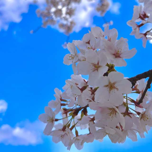 Tree. Weather forecasts with beautiful photos by Kasumisou Photos in Saku-shi