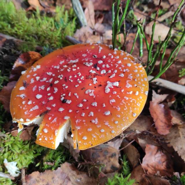 Skog. Værvarsel med vakre bilder av Viktorija_K Bilder i Lithuania