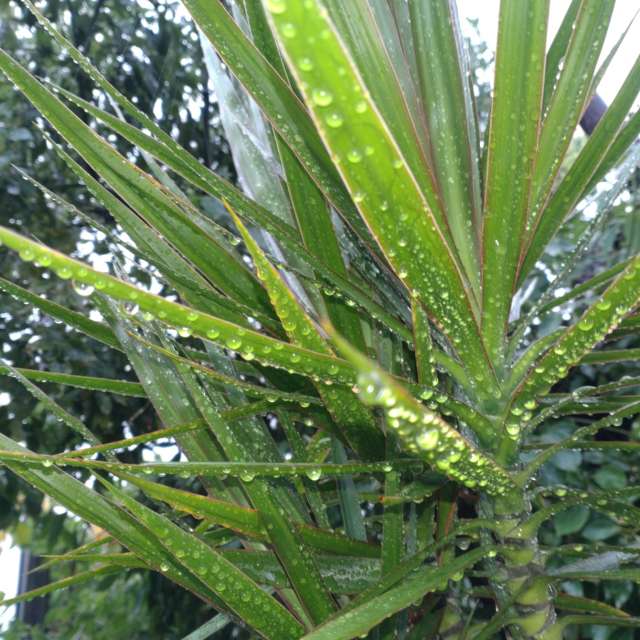 Palm. Weather forecasts with beautiful photos by Wen-ya Huang Photos in Kaohsiung City
