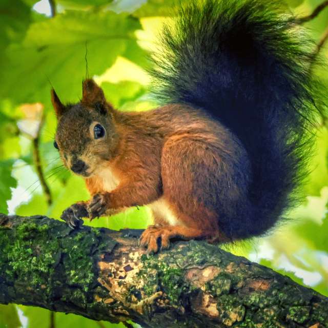 Squirrel. Weather forecasts with beautiful photos by Lotti5507 Photos in Wellinghofen