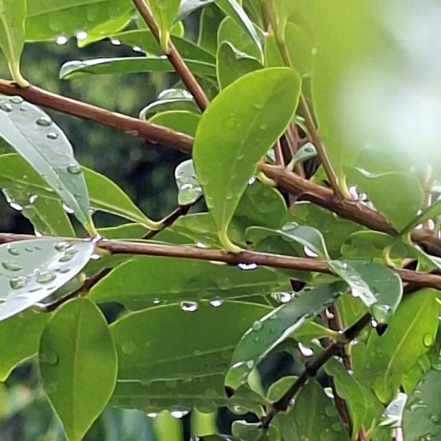 Green. Weather forecasts with beautiful photos by Yvonne Huang Photos in World
