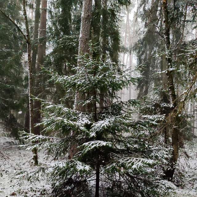 accoteの美しい写真による天気予報