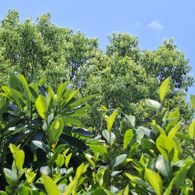 Fotos Floresta. Previsões do tempo com lindas fotos de Wen-ya Huang em Kaohsiung City