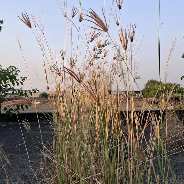 Photos Troupeau. Prévisions météo avec de superbes photos de Wen-ya Huang de Kaohsiung