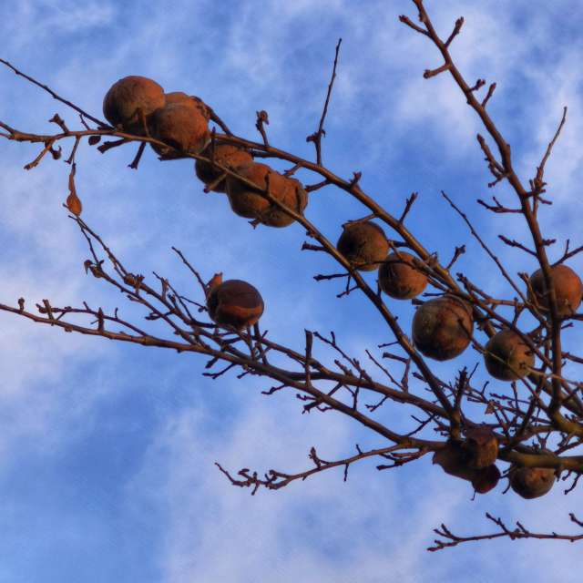 George Popoの美しい写真による天気予報