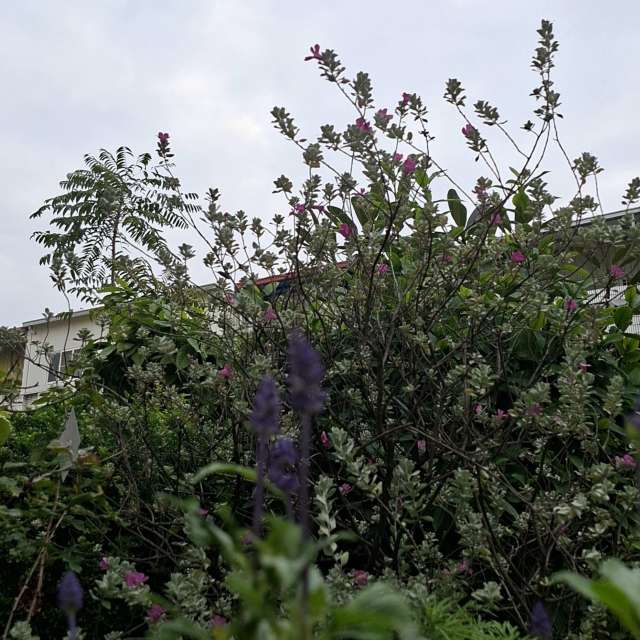 Fotos Arbustos. Previsões do tempo com lindas fotos de Wen-ya Huang em Kaohsiung City