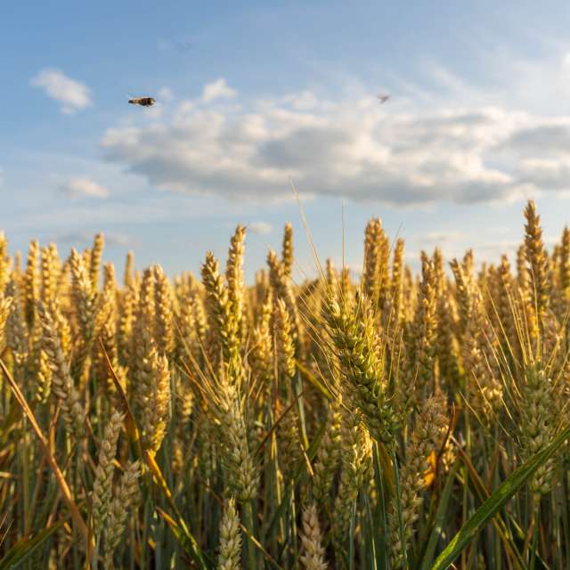 天气预报，带Cherneva精美的照片