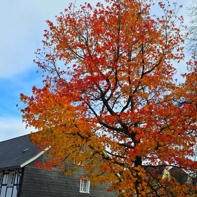 House. Weather forecasts with beautiful photos by Seni Photos in Velbert